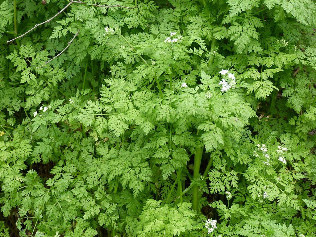 CHERVIL CHERVIL